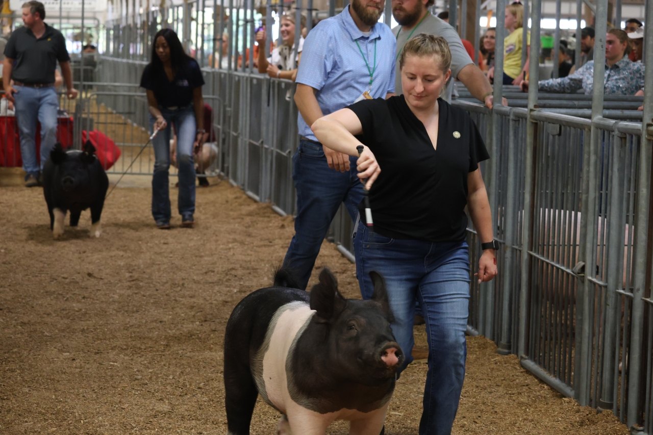 Rep. Cockley at the Ohio State Fair pig showing