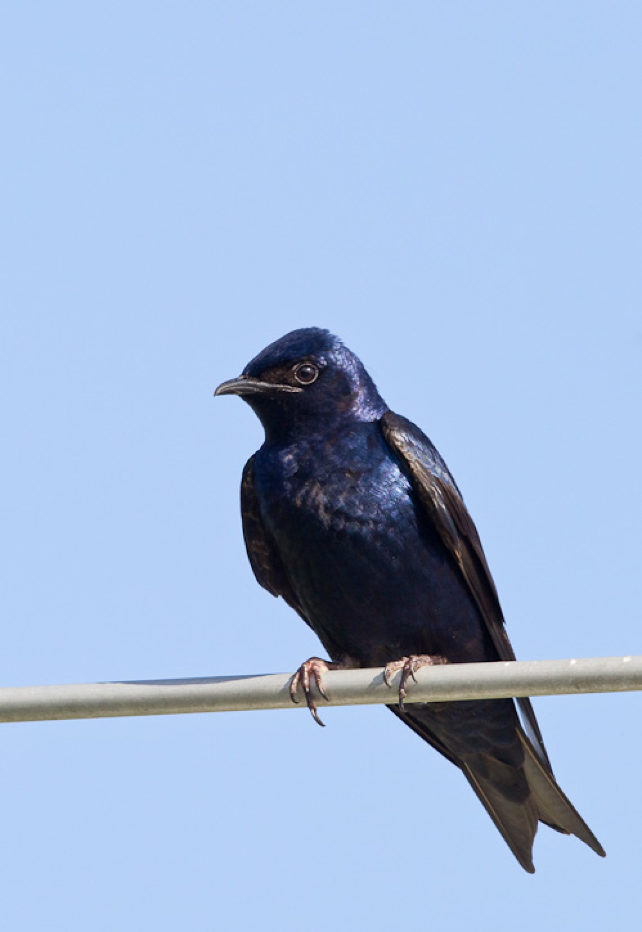 Reps. DeVitis and Slaby Announce Purple Martin Capital of Ohio
